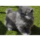Perser Blau - Katze