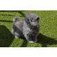 Perser Blau - Katze
