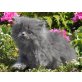 Perser Blau - Katze