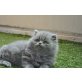 Perser Blau - Katze