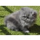 Perser Blau - Katze