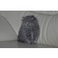 Perser Blau - Katze