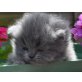 Perser Blau - Katze