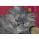 Perser Blau - Katze