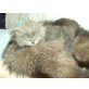 Perser Blau - Katze