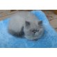 Perser Blau - Katze