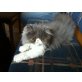 Perser Blau - Katze