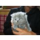 Perser Blau - Katze