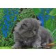 Perser Blau - Katze