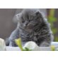 Perser Blau - Katze