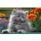 Perser Blau - Katze