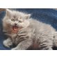 Perser Blau - Katze