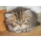 ...., Perser Blau - Katze
