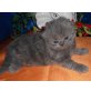 Perser Blau - Katze