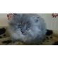 Perser Blau - Katze
