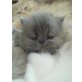 Perser Blau - Katze