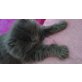 Perser Blau - Katze