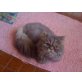 Perser Blaucreme - Kater