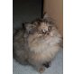 Perser Blaucreme - Katze
