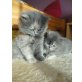 Perser Blaucreme - Katze