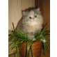Perser Blaucreme - Katze