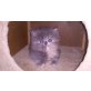 Perser Blaucreme - Katze