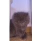 Perser Blaucreme - Katze