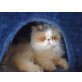 Perser Blaucreme - Katze