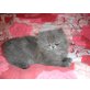 Perser Blaucreme - Katze