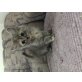 Perser Blaucreme - Katze