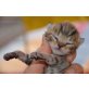 Perser-Britischkurzhaarmischling und Unbekann - Katze