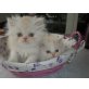 Perser Cameo - Kater