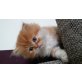 Perser Cameo - Kater