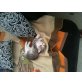 Perser Chinchilla Mix - Katze