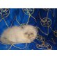 Perser Colourpoint - Kater