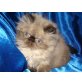 Perser Colourpoint - Kater