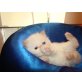 Perser Colourpoint - Kater