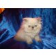 Perser Colourpoint - Kater