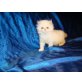 Perser Colourpoint - Kater