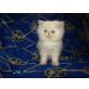 Perser Colourpoint - Kater