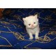 Perser Colourpoint - Kater