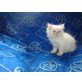 Perser Colourpoint - Kater