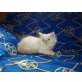 Perser Colourpoint - Kater