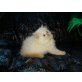Perser Colourpoint - Kater