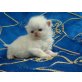 Perser Colourpoint - Kater
