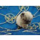Perser Colourpoint - Kater