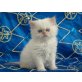 Perser Colourpoint - Kater