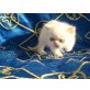 Perser Colourpoint - Kater