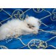 Perser Colourpoint - Kater