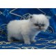 Perser Colourpoint - Kater